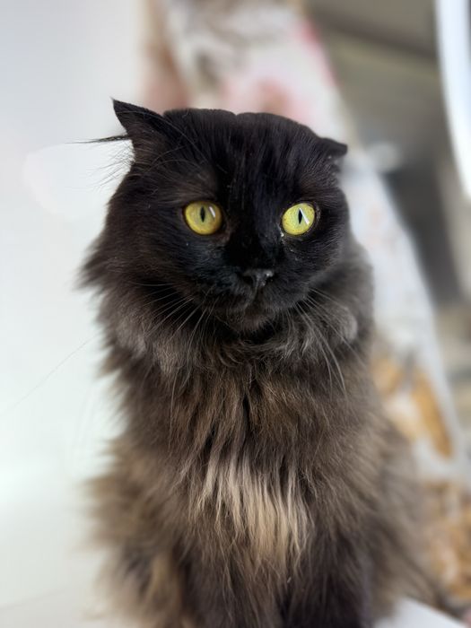 Кошечка ищет семью