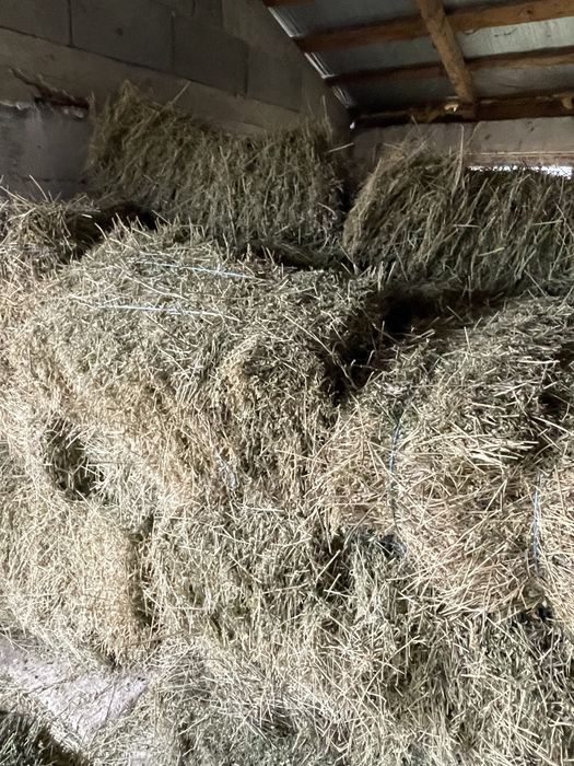 Vand Baloti lucerna calitatea întai