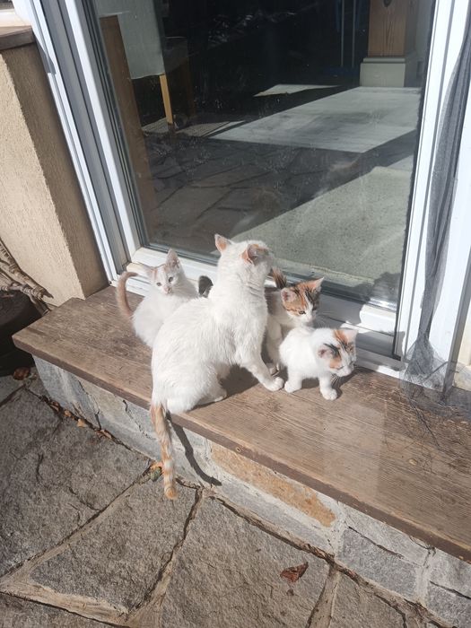 Котенца малки подарявам две женски и едно мъжко.