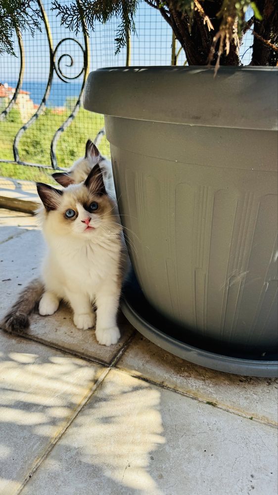 Рагдол котенца на 3 м. търсят своите нови семейства. Ragdoll kittens.