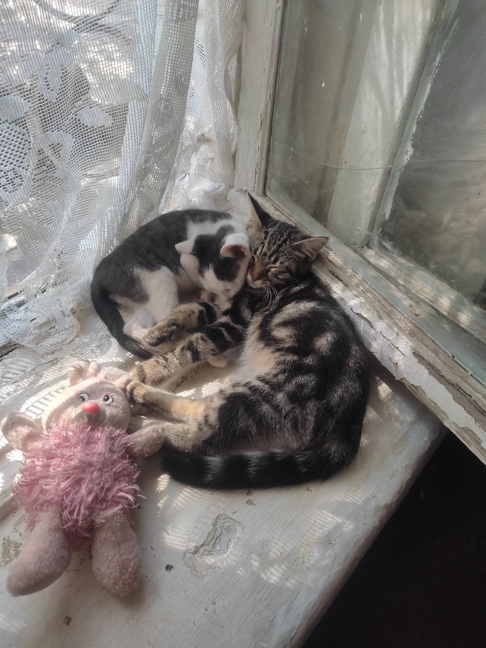 Отдадим милых котят