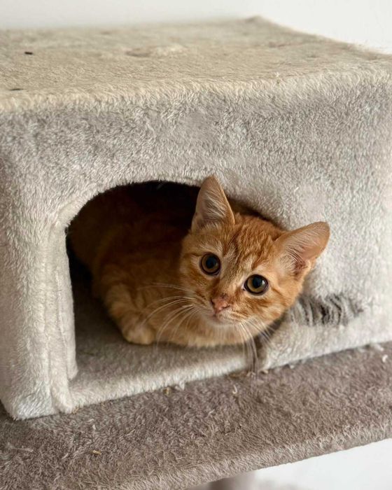 Рижаво коте си търси дом