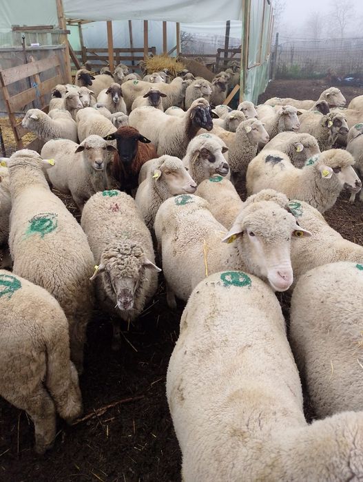 Vând 60 de oi gestante