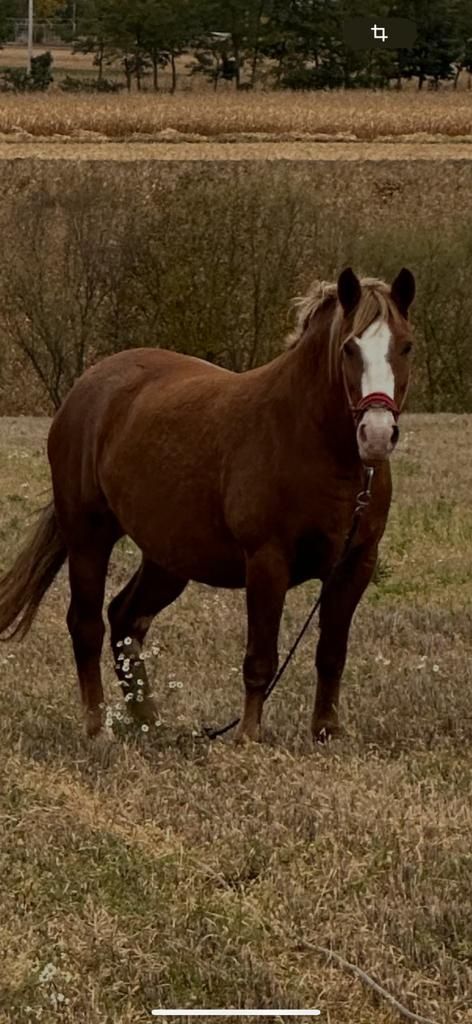 Vând iapa de 5 ani foarte cuminte !
În ultima poza este tatăl la iapa