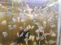 Danio Rerio.    .