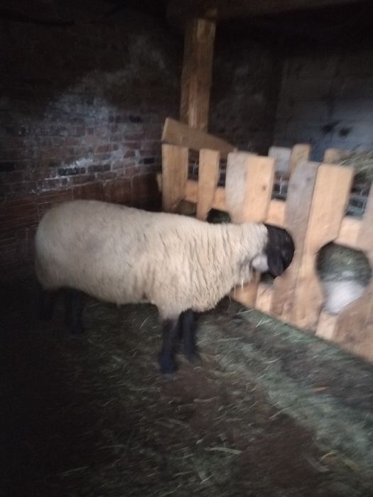 Berbec sulfoc, strămior.