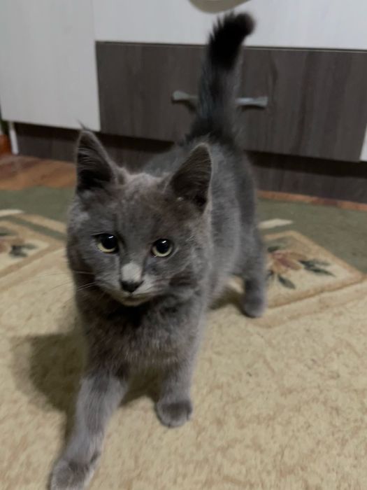 Котенок, мальчик