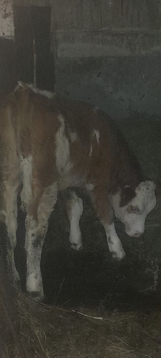 Vând vițeluşă, detalii la telefon