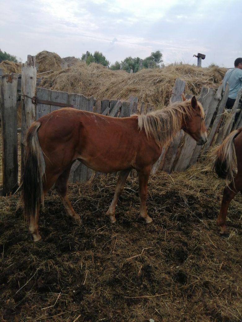 Продам жеребчика 1.5 года
