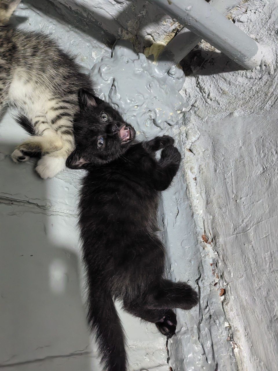 Отдам котят в добрые руки!
Очаровательные котята ищут заботливы