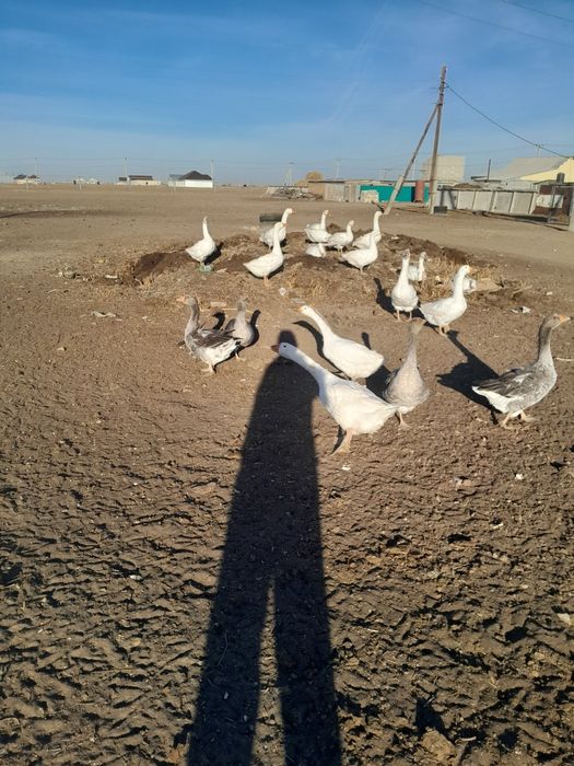 Гуси 30штук жирные