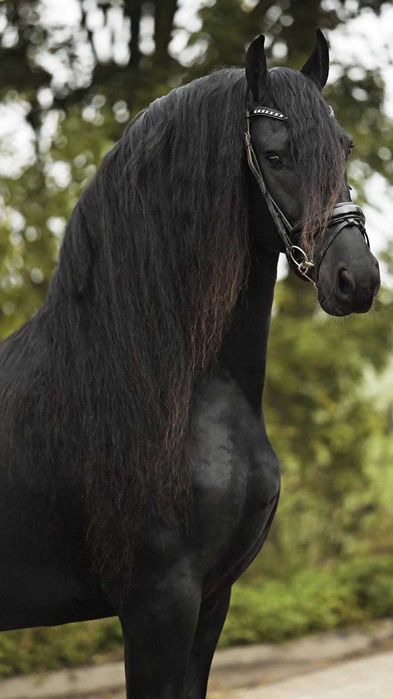 Vand Frizian tanar 5 ani ,cal deosebit, prezenta impresionanta !!