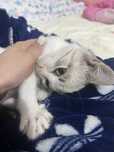 Котенок девочка в добрые руки