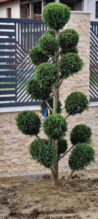 Vând plante ornamentale