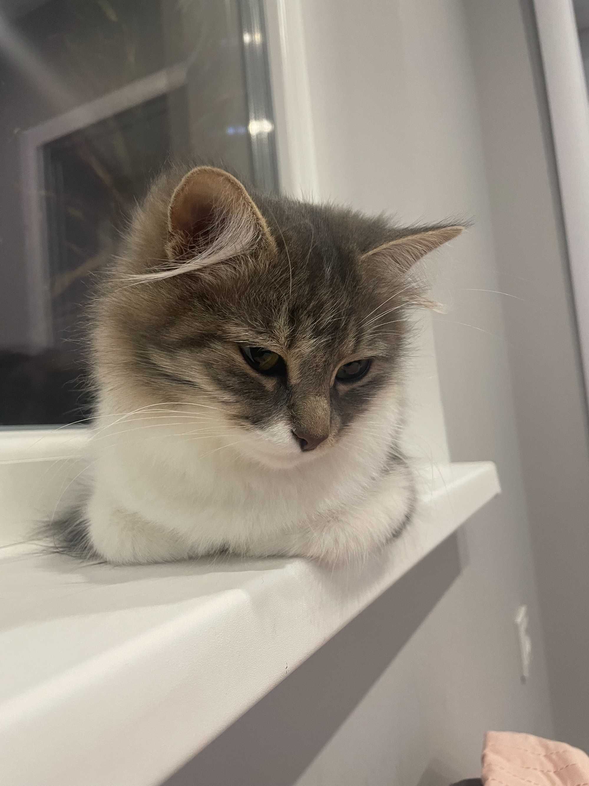 Котки на 7г. и 4г.