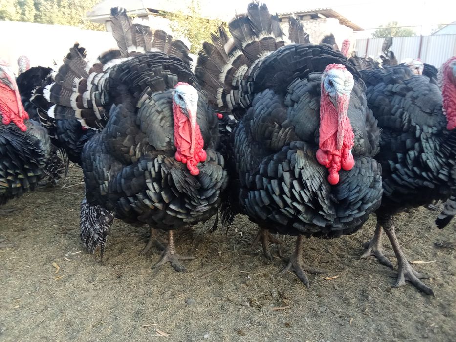 Гибрид Куркелер сатилады мырзакентде жетисай жак