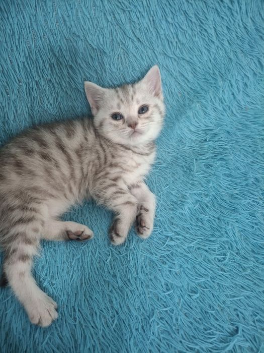 Отдам котика британца в добрые руки.