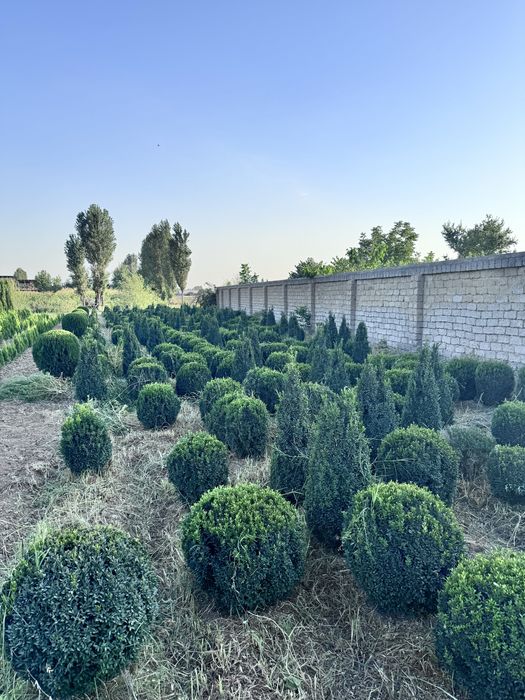 Dekarativniy daraxtlar va archalar