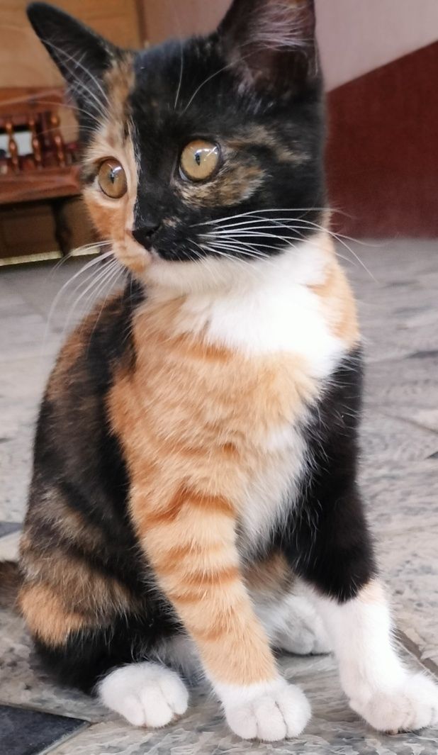 Zoti kaliko erkagi