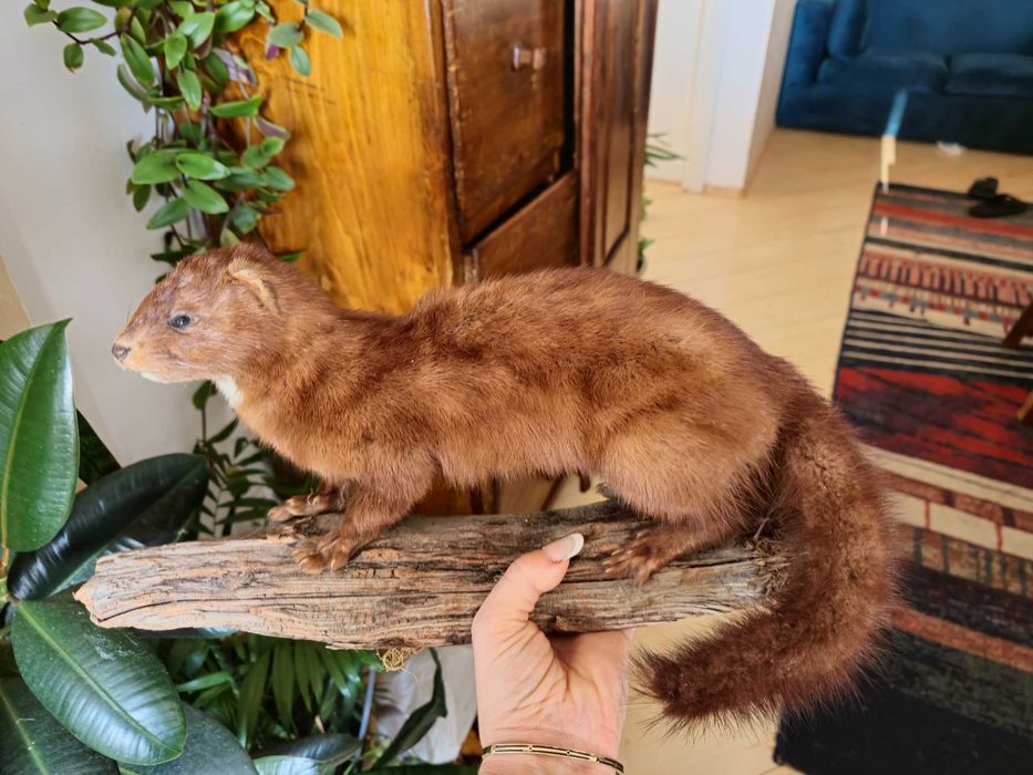 Nurca inpaiata ,taxidermie