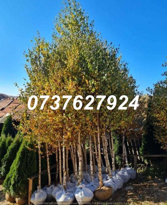 Gama Foioase Completă | Carpen, Arțar, Platan | Preț Privat