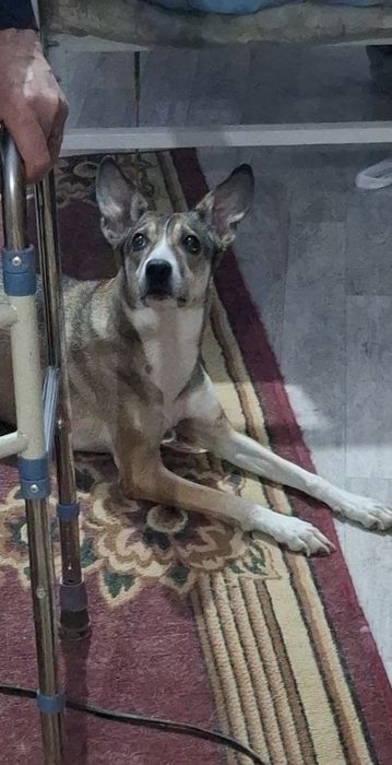 Отдадим в хорошие руки!