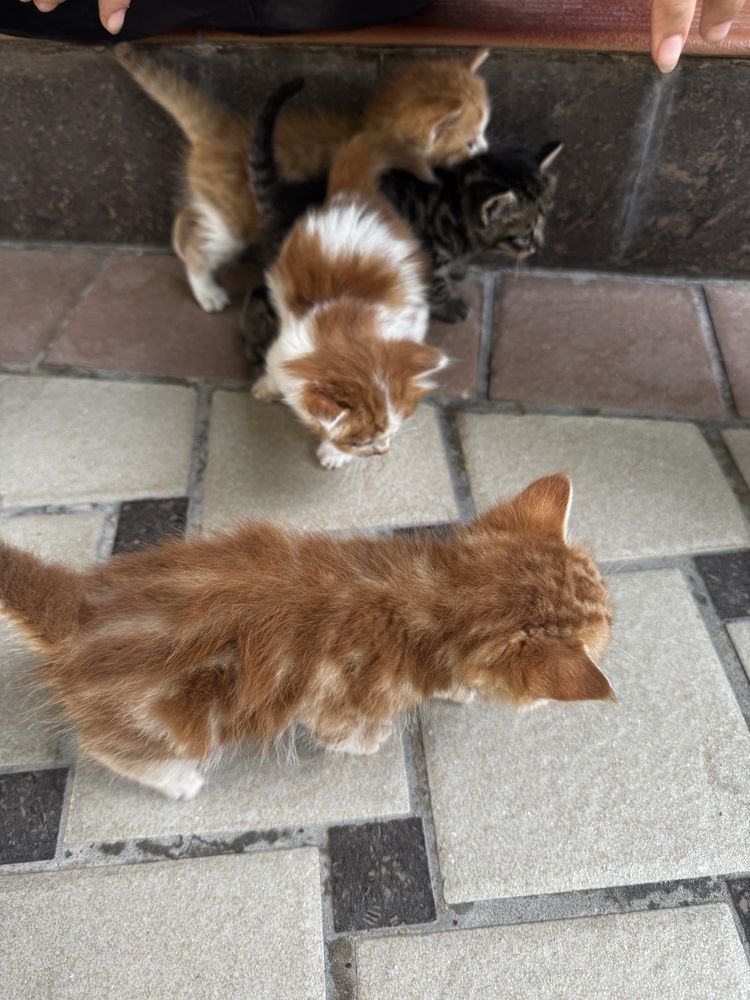 Котята пародия Швецарская