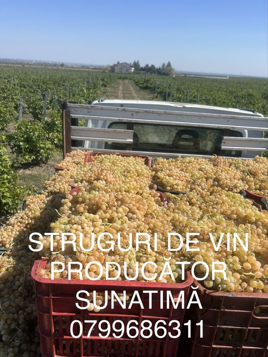 Struguri de vin transport gratuit
