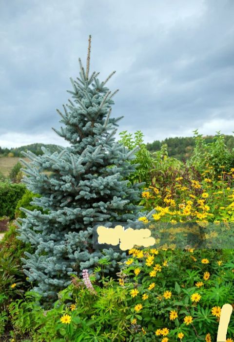 Продам на новый год ёлку