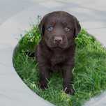 Labrador Retriever Pedigree Ciocolatiu