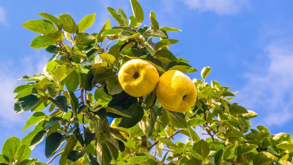 Pomi Fructiferi Glia Stramoseasca (Soiuri de Gutui )