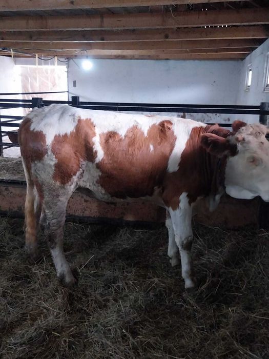 Vând Junincă Bălţată Românească