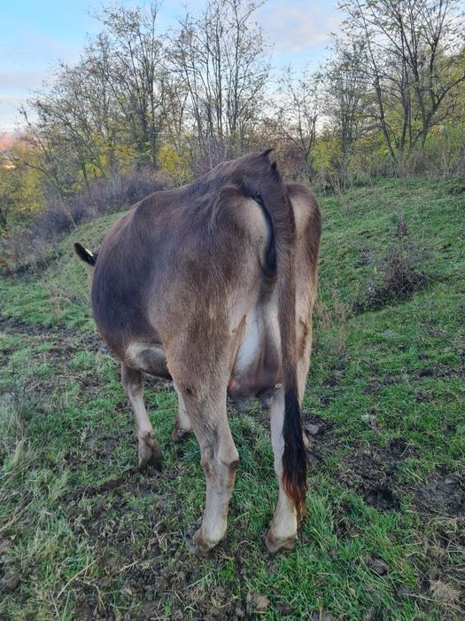 Vand juninca bruna cu vitea