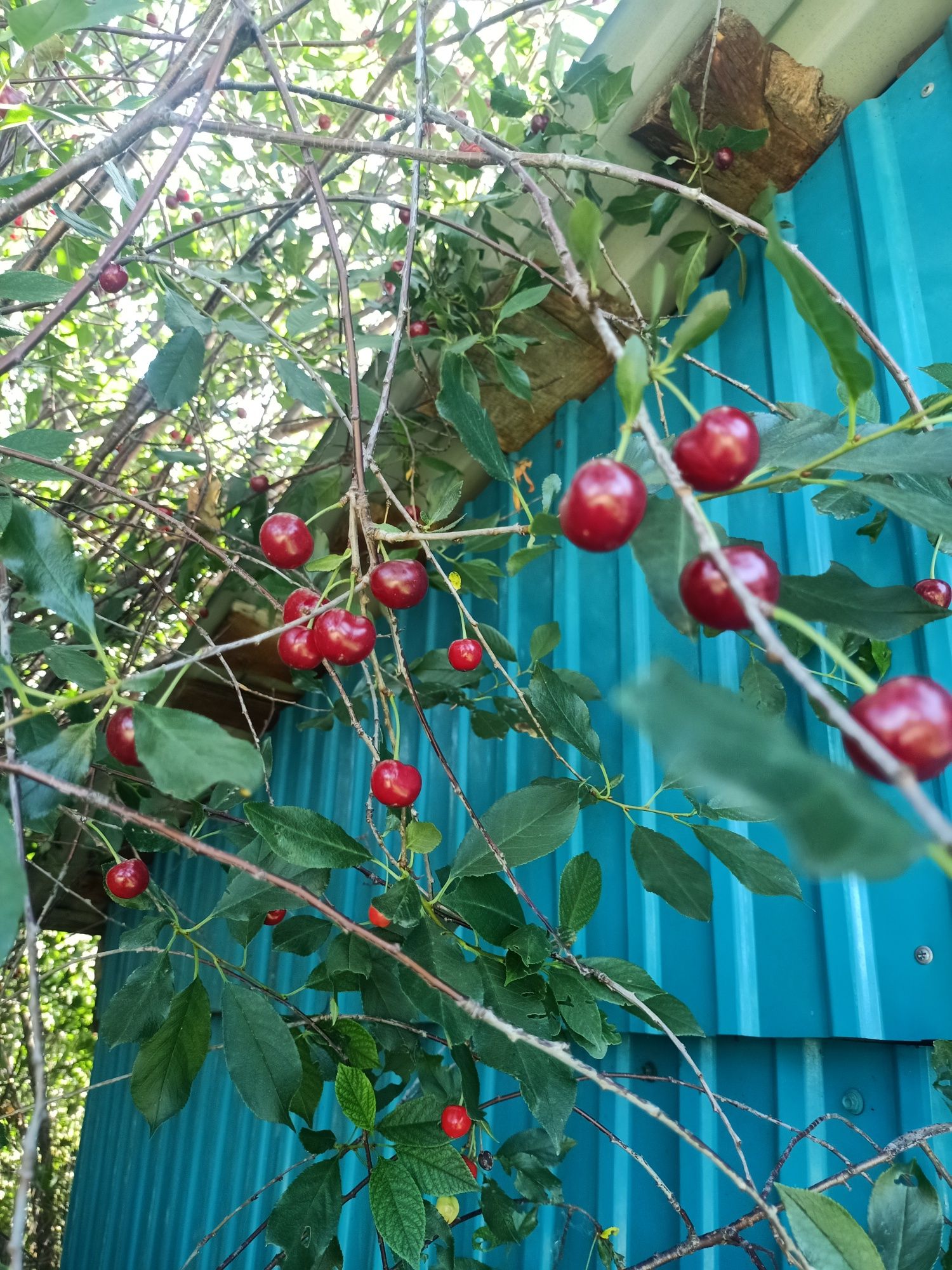 Продам сладкую вишню