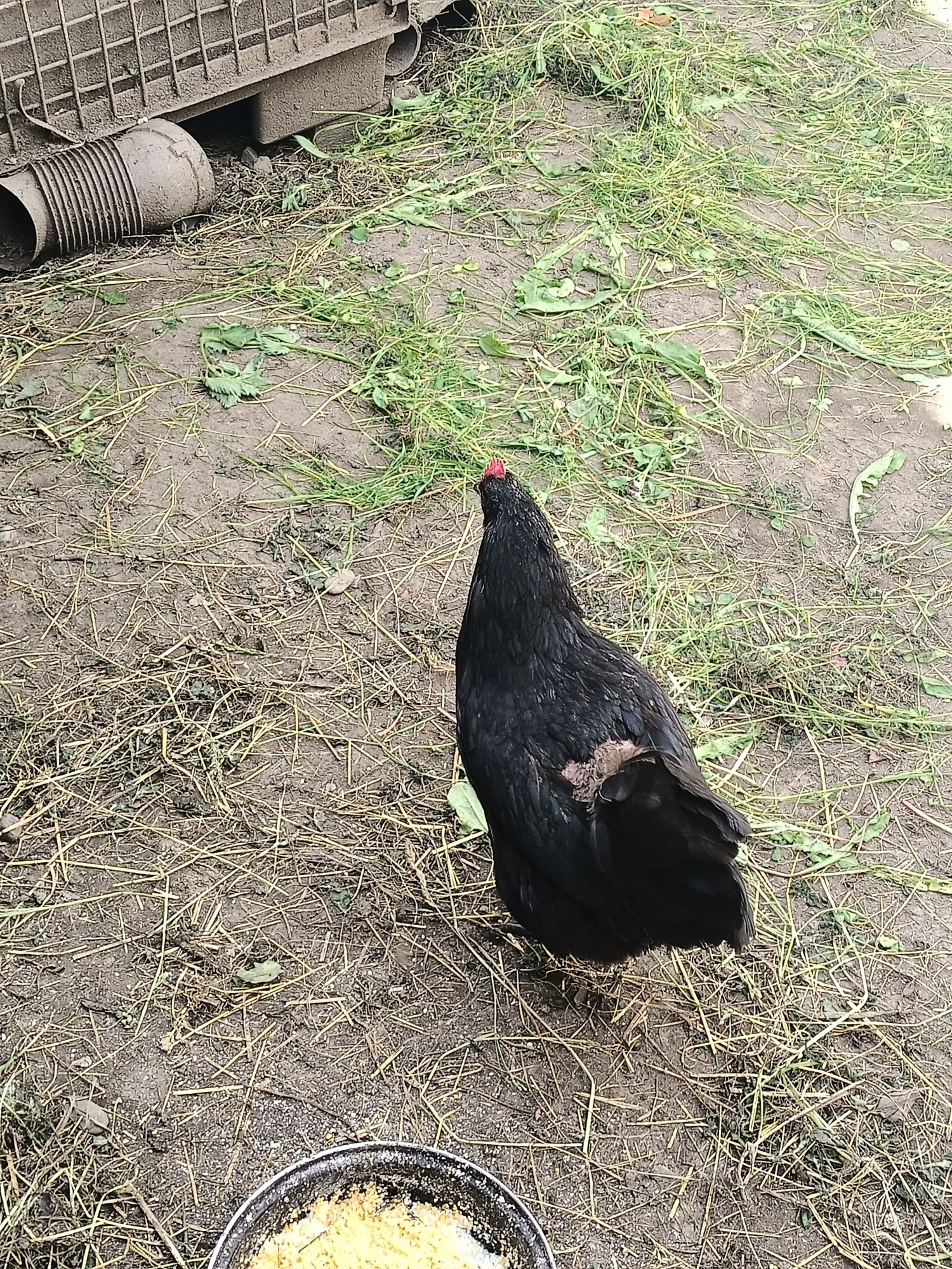 Vând găini Australorp