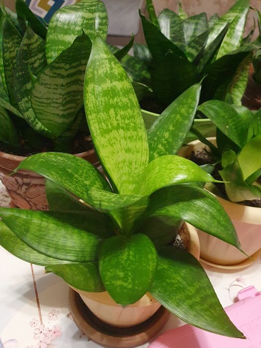 Продам комнатное растение Сансевиерия (щучий хвост)