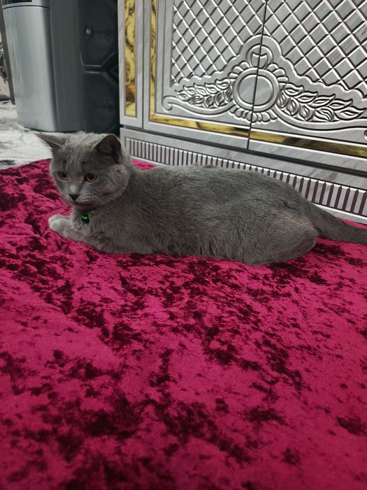 Mushuk rangi seriy urgatilgan aqilli