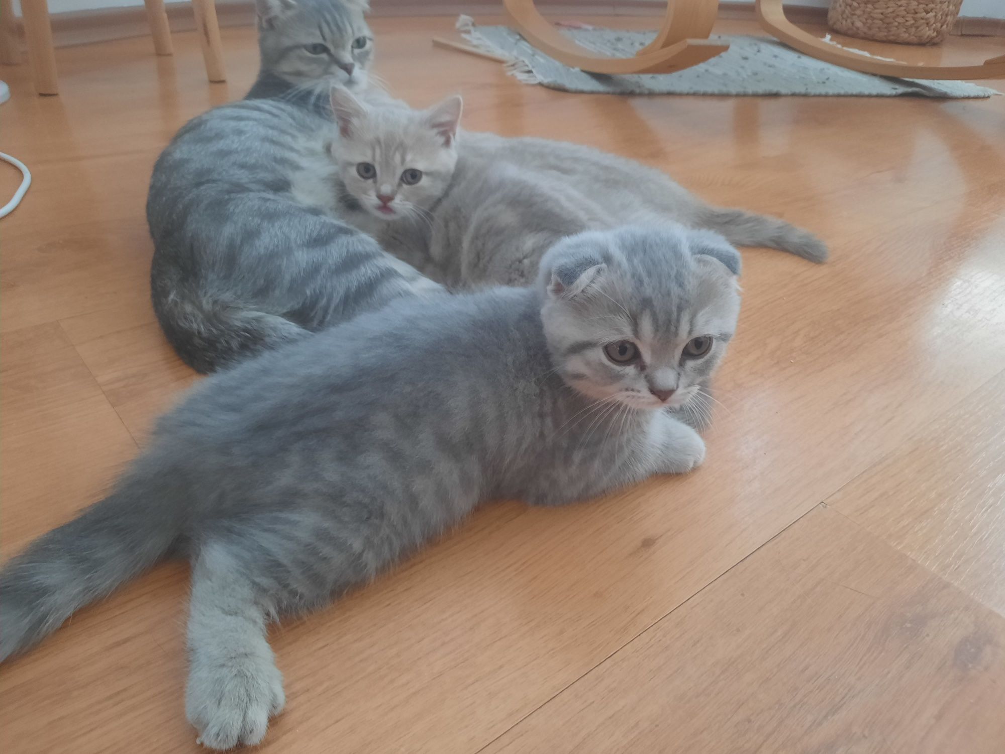 Британски котета