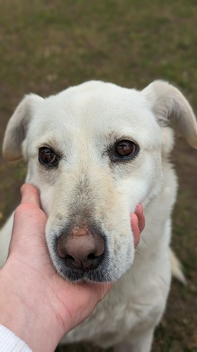 Câine spre adopție Labsky
