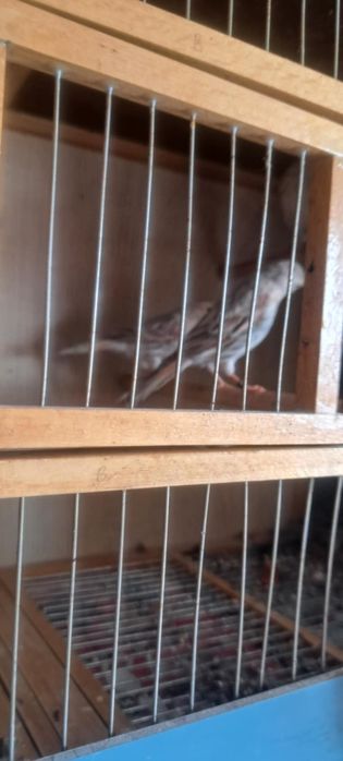 Свободни канари черен червена мозайка и ахат топаз червена мозайка