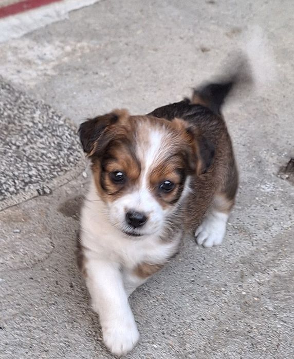 Donez fetita pechinez