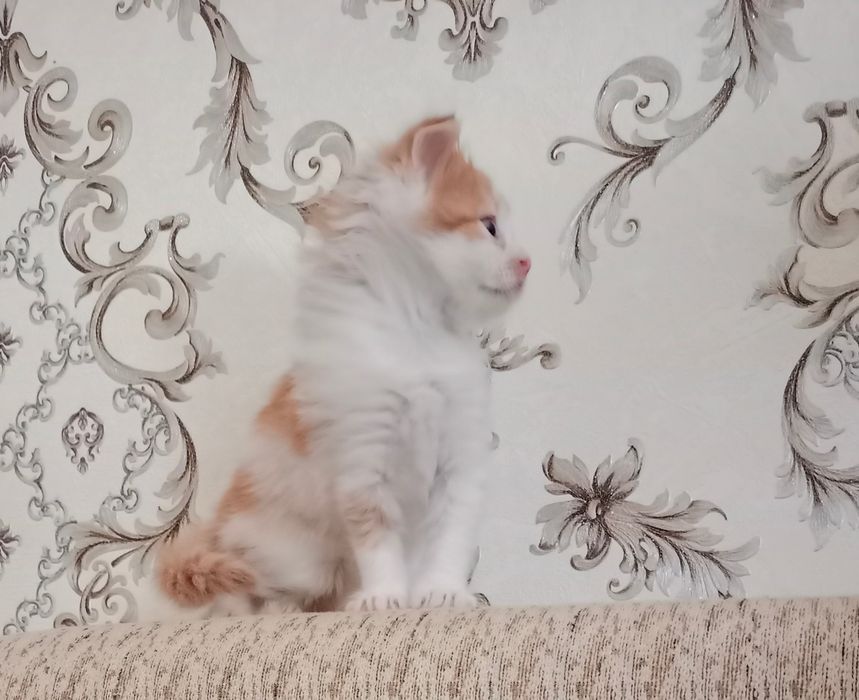 Продам шотладских прямоухих котят