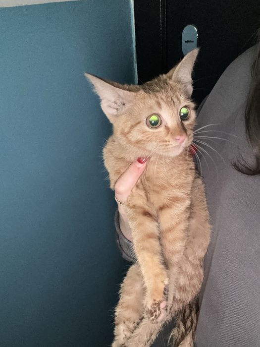 Отдам котёнка в добрые руки