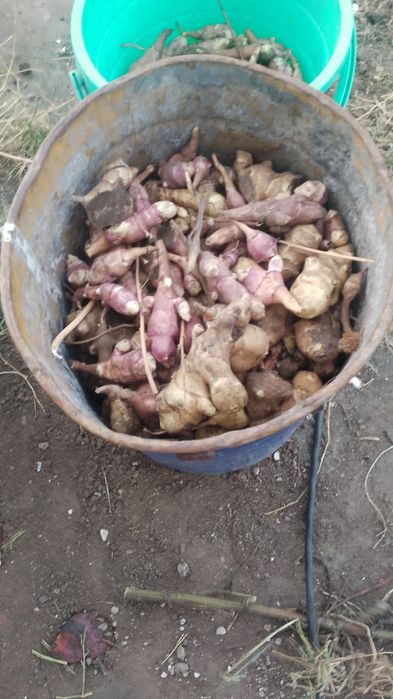 Продам топинамбур. Со своего огорода