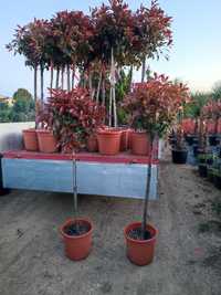 Photinia crescuta pe ghiveci