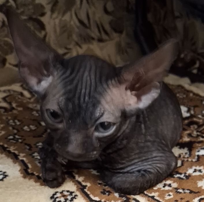Сфинкс девочка, красавица 1,5 мес.