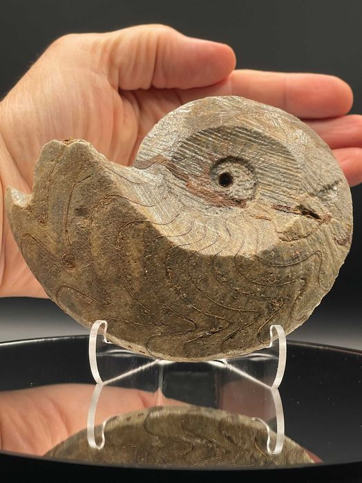 Фосил Масивен Гониатит (125 мм) – XL размер, естествен и неполиран