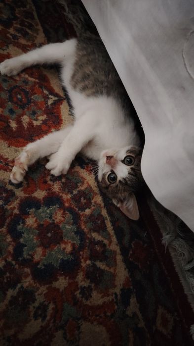 Donez 2 puiuți de pisică