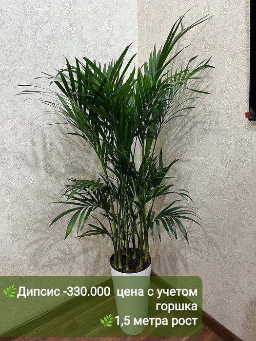 Продаётся Дипсис высота 1,5 метра, Падакарпус и др