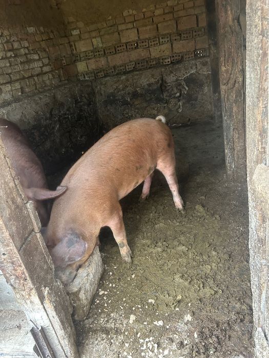 Продавам Прасе 1100лв